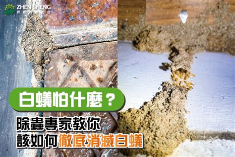 白蟻怕熱嗎|如何消滅白蟻，白蟻怕什麼？專家教你4大祕訣，擒國。